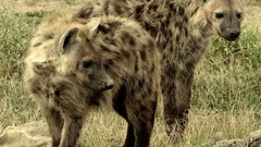 Animals hyenas