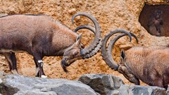 Animals ibex horns stones Mammals