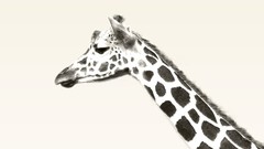 Animals ice Giraffes monochrome