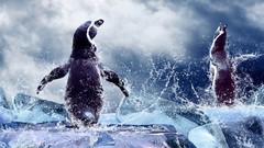 Animals ice Penguins