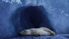 Animals ice Polar Bears