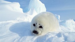 Animals ice Seals baby animals