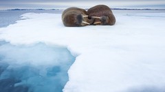 Animals ice sleeping Norway walrus