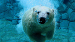 Animals icebergs underwater Polar