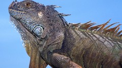 Animals iguana