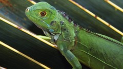 Animals iguana