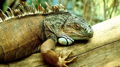 Animals iguana