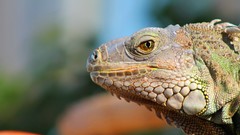 Animals iguana close-up Reptiles