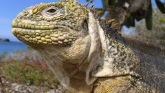 Animals iguana Islands Ecuador