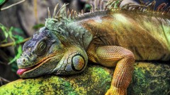 Animals iguana Reptiles