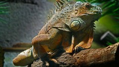Animals iguana Reptiles