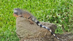 Animals iguana Reptiles