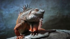Animals iguana Reptiles lizards