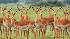 Animals Impala