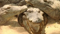 Animals India Bank Crocodiles
