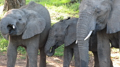 Animals India elephants baby