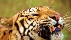 Animals India nepal bangladesh bengal tigers