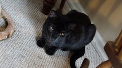 Animals indoors feline