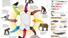 Animals infographics