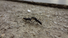 Animals insect ants