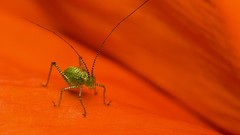 Animals insects