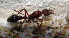 Animals insects ants bulldog