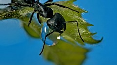 Animals insects ants water