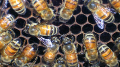 Animals insects bees insect