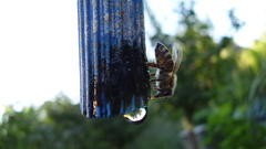 Animals insects bees insect