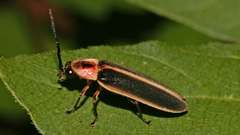 Animals insects Beetles