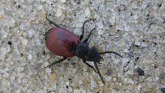 Animals insects Beetles bugs