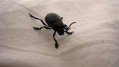 Animals insects Beetles insect