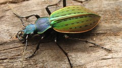 Animals insects Beetles iridescence