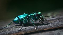 Animals insects Beetles iridescence