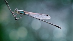 Animals insects bokeh Dragonflies