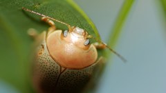 Animals insects Bug Beetles