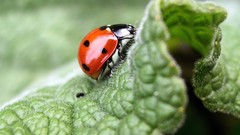 Animals insects Bug ladybirds