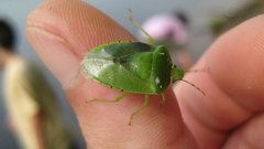 Animals insects Bug shield