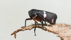 Animals insects bugs macro