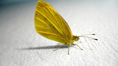 Animals insects Butterflies