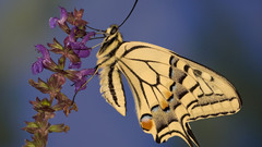 Animals insects Butterflies