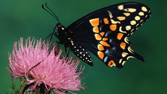 Animals insects Butterflies