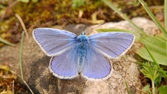 Animals insects Butterflies