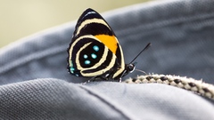 Animals insects Butterflies