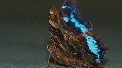 Animals insects Butterflies