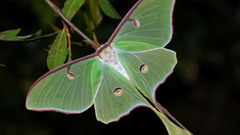 Animals insects Butterflies