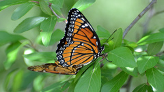 Animals insects Butterflies
