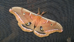 Animals insects Butterflies insect