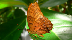 Animals insects Butterflies insect