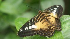 Animals insects Butterflies insect